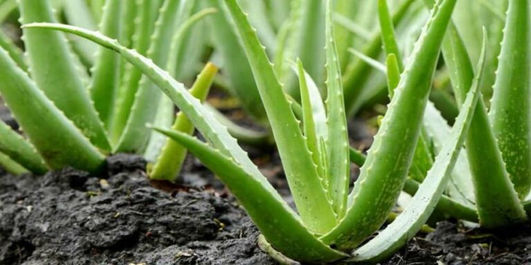 Best Aloe Vera Gel in India 2022 – Reviews & Buyer’s Guide
