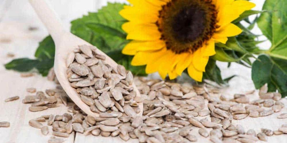 Sunflower Seeds Benefits for Skin And Hair